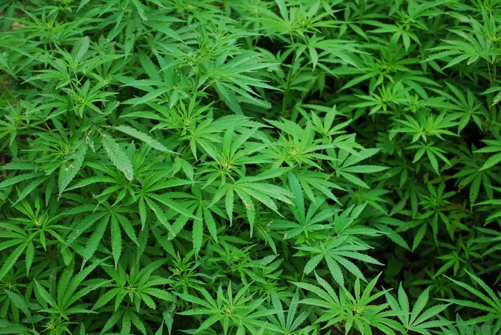 how many marijuana plants can you grow in california