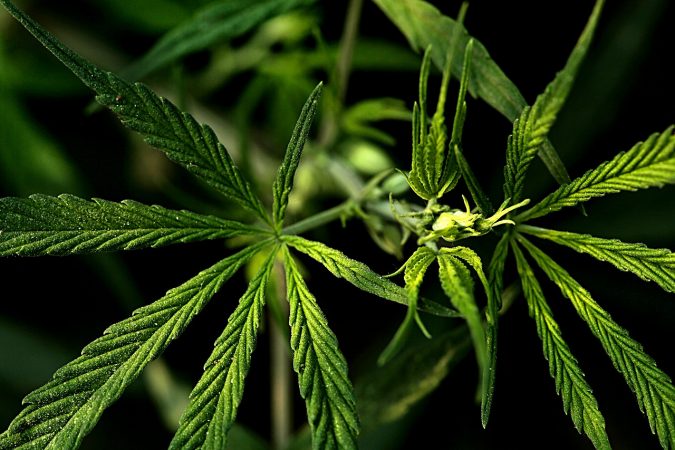 Is Marijuana Legal in California